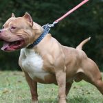 Tragedia en Mariano Roque Alonso: Hombre muere tras ataque de un pitbull