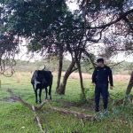 Recuperan vaca desaparecida en Quiindy tras operativo policial