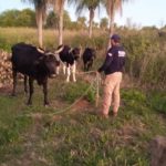 Recuperan Tres Vacunos Denunciados como Desaparecidos en Roque González de Santa Cruz